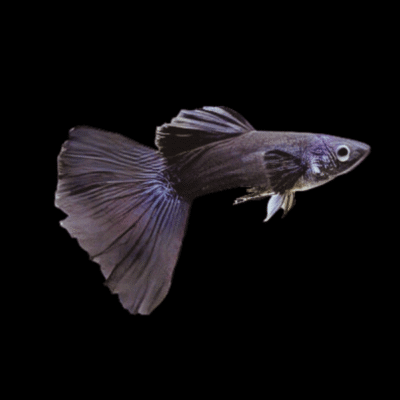 25 x Black Male Guppy 3-4cm