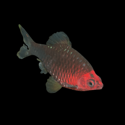 30 x Black Ruby Barb 3,5-4cm