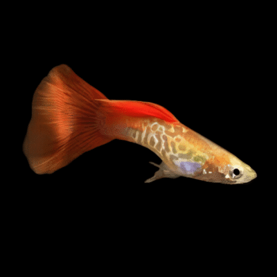 25 x Blonde Male Guppy 3-4cm