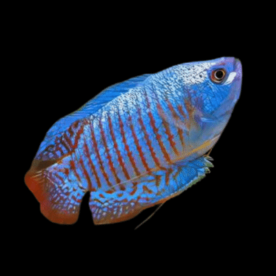 15 x Blue Dwarf Gourami 4-5cm