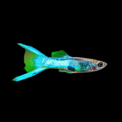 25 x Blue Male Endler Guppy 1-2cm