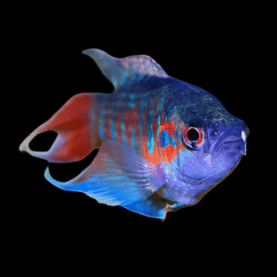 25 x Blue Paradise Fish 5cm