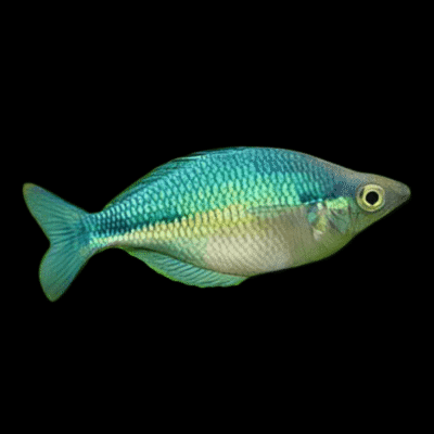 20 x Turquoise Blue Rainbow Fish 4-5cm