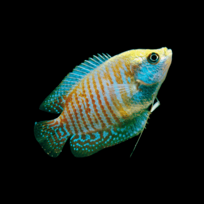 20 x Dwarf Gourami 4-5cm