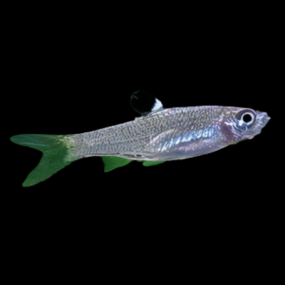 50 x Emerald Eye Rasbora 1-1.5cm