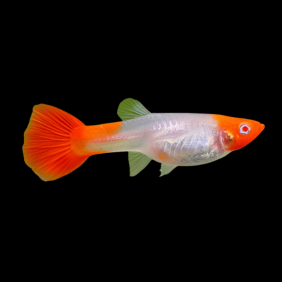 25 x Red Cap Female Guppy 3-4cm