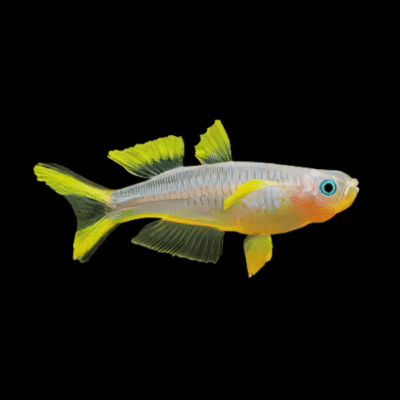 100 x Fork Tail Rainbow Fish 1-1,5cm