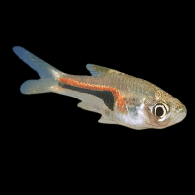 50 x Glowlight Hengeli Rasbora 2-2,5cm
