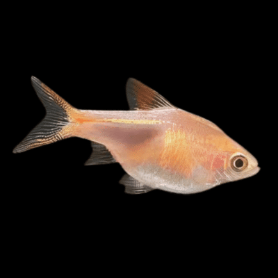 50 x Gold Harlequin Rasbora 2,5-3cm