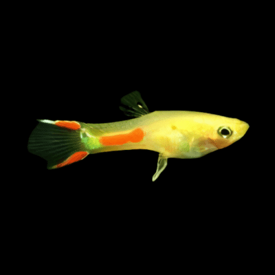 25 x Golden Male Endler Guppy 1-2cm