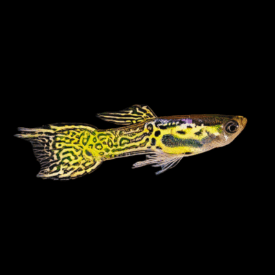 25 x Snakeskin Male Endler Guppy 1-2cm