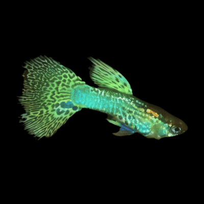 25 x Cobra Green Male Guppy 3-4cm