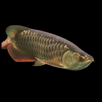 6 x High Back Red Tail Gold Arowana Scleropages Formosus 20cm