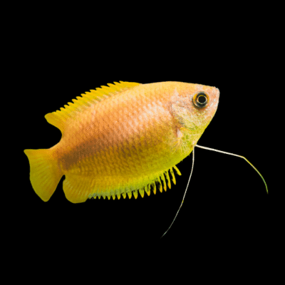 20 x Honey Gourami 3-3,5cm
