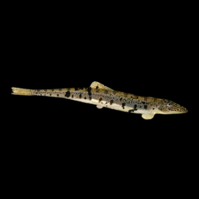 10 x Horseface Loach 7cm