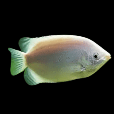 15 x Pink Kissing Gourami 5-6cm