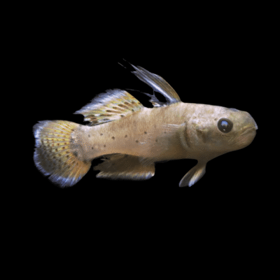 10 x Knight Goby 5cm