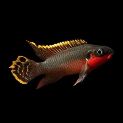 15 x Super Red Kribensis Cichlid 4-5cm