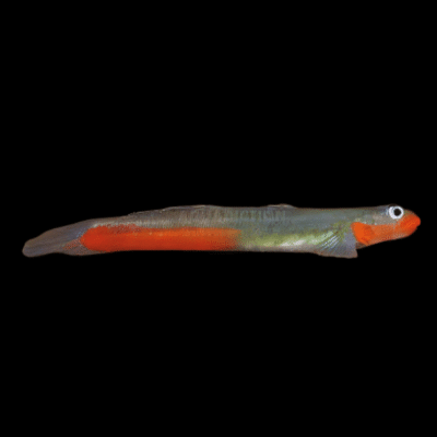 20 x Lipstick Goby 3cm
