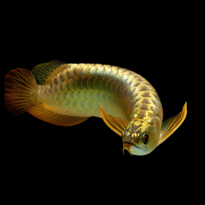 6 x Malaysian 24K Golden High Back Arowana Scleropages Formosus 20cm