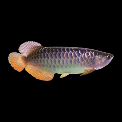 6 x Malaysian Golden Blue Base Arowana Scleropages Formosus 20cm