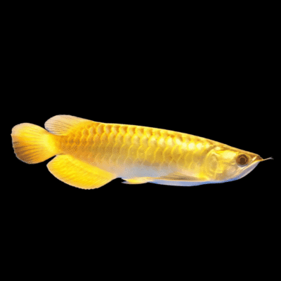 6 x Malaysian Golden Crossback Arowana Scleropages Formosus 20cm