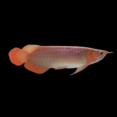 6 x Malaysian Golden Red Rose Crossback Arowana Scleropages Formosus 20cm