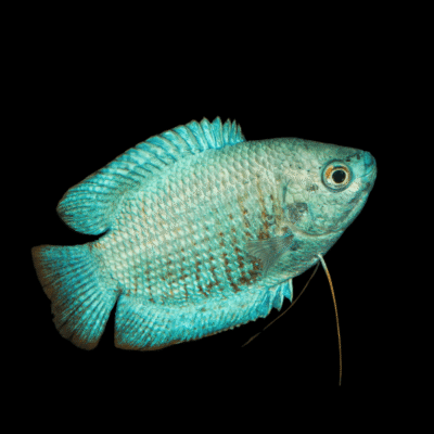 15 x Metallic Blue Dwarf Gourami 4-5cm