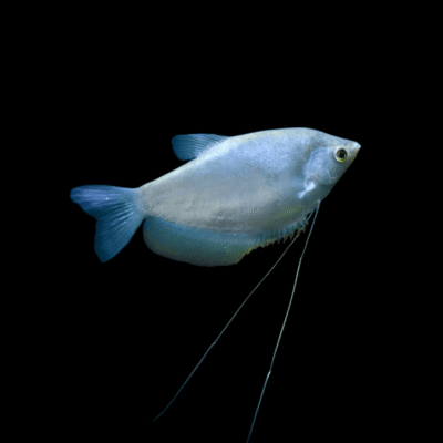 15 x Moonlight Gourami 5cm