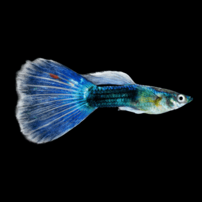 25 x Moscow Blue Male Guppy 3-4cm
