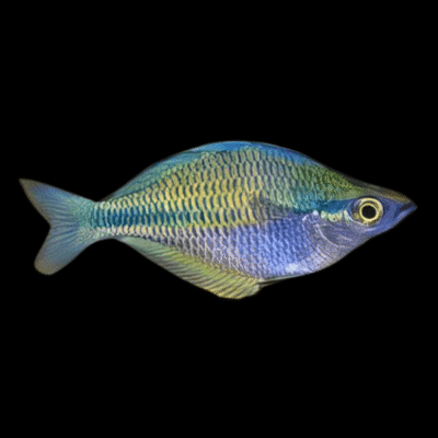 20 x Australian Rainbow Fish 4,5-5cm