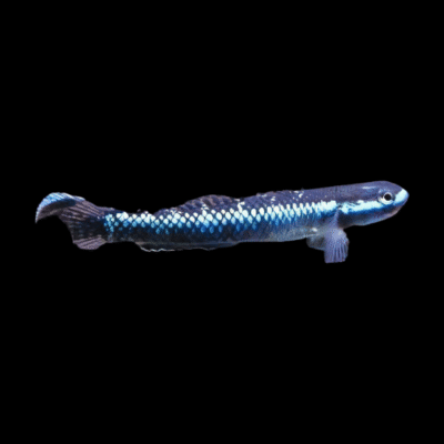 20 x Neon Blue Goby 3cm