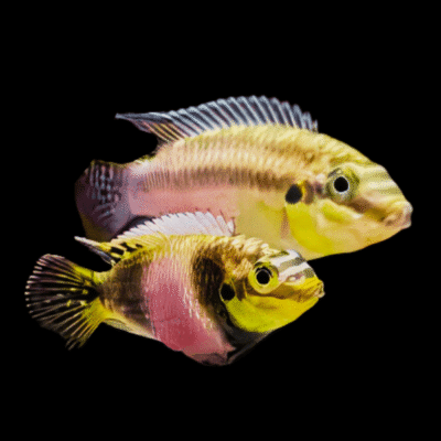 15 x Ocellated Kribensis Cichlid 4cm