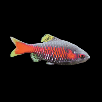 30 x Odessa Barb 4-4,5cm