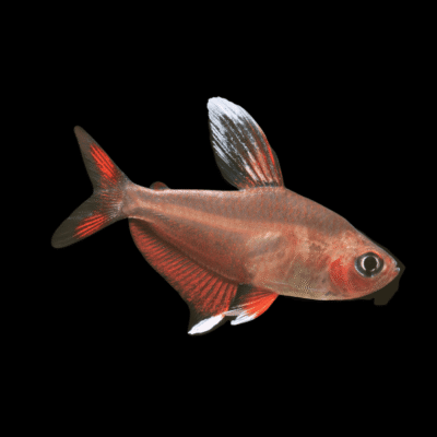 30 x Ornate White Fin Bentosi Tetra 3cm