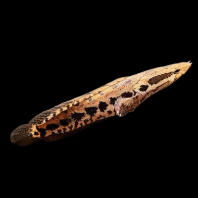 10 x Obscure Snakehead 7cm
