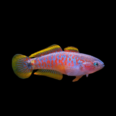 30 x Peacock Goby 3cm