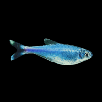 50 x Peruvian Blue Tetra 3cm
