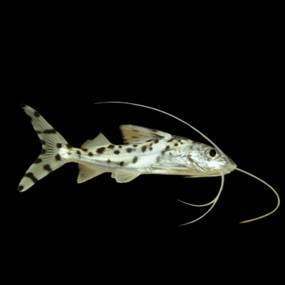 10 x Pictus Catfish 5cm