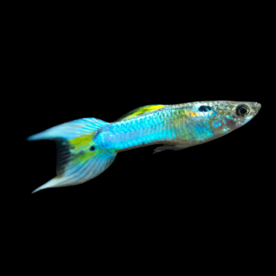 25 x Japan Blue Male Endler Guppy 1-2cm