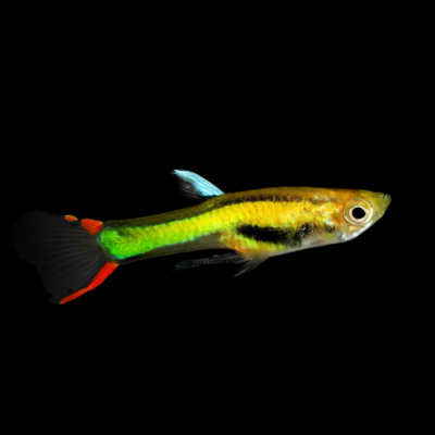 25 x Neon Male Endler Guppy 1-2cm