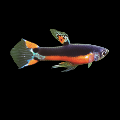 25 x Santa Maria Male Endler 1-2cm