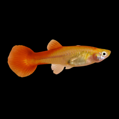 25 x Red Female Guppy 3-4cm