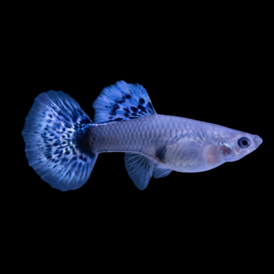 25 x Neon Blue Female Guppy 3-4cm