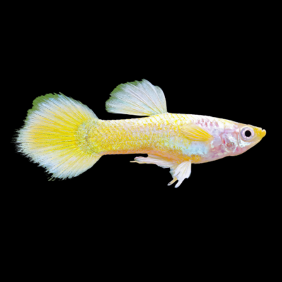 25 x German Yellow Female Guppy 3-4cm