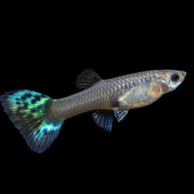 25 x Cobra Green Female Guppy 3-4cm