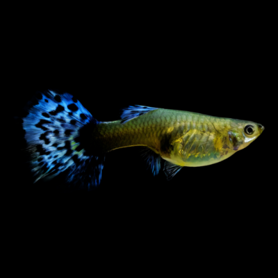 25 x Metallic Female Guppy 3-4cm