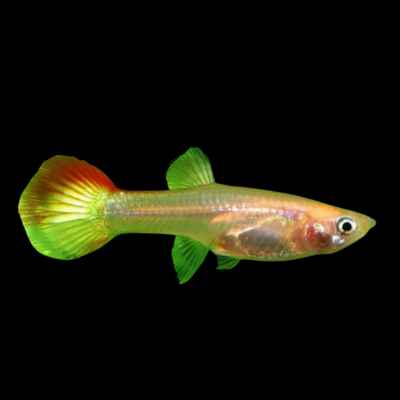 25 x Rainbow Female Guppy 3-4cm