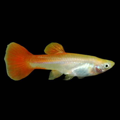 25 x Blonde Female Guppy 3-4cm