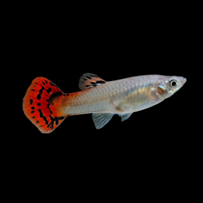 25 x Cobra Red Female Guppy 3-4cm